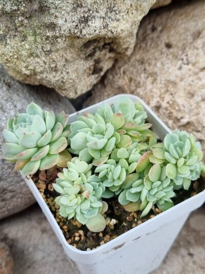 Echeveria Glauca cristata - Зображення 3