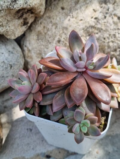 Echeveria Sugar Jelly - Зображення 2