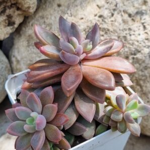 Echeveria Sugar Jelly