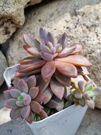 Echeveria Sugar Jelly