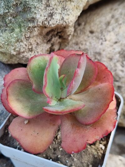 Echeveria Crinoline - Зображення 2