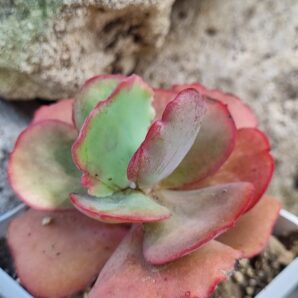 Echeveria Crinoline