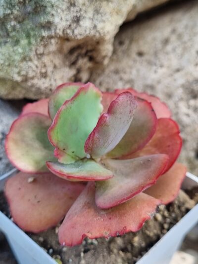Echeveria Crinoline