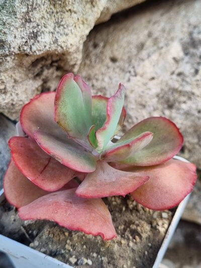 Echeveria Crinoline - Зображення 3