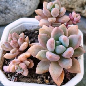 Pachyveria Opalina | 113