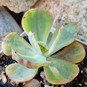 Echeveria Anfant variegata