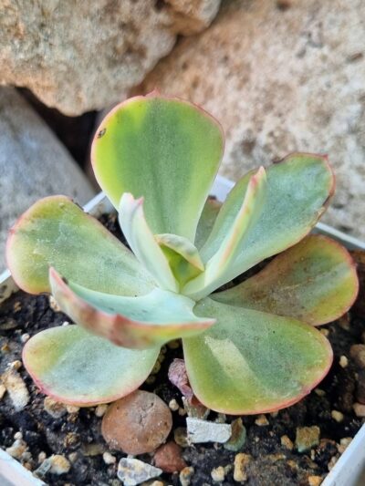 Echeveria Anfant variegata