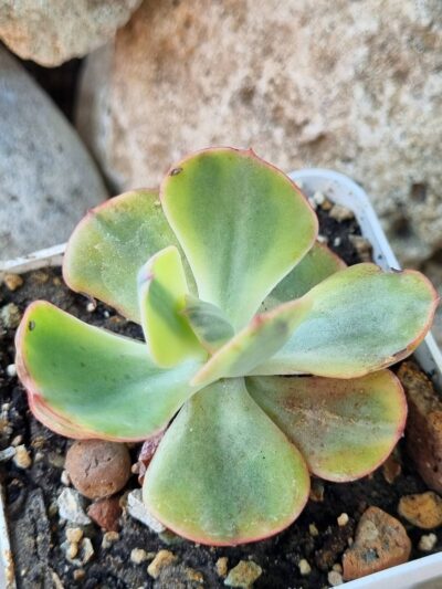 Echeveria Anfant variegata - Зображення 2