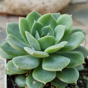 Echeveria Derenbergii