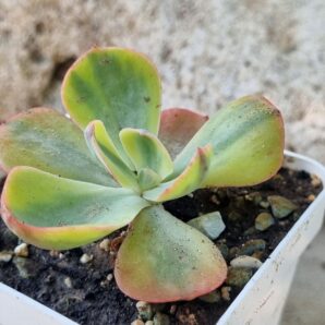 Echeveria Anfant var