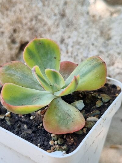 Echeveria Anfant var
