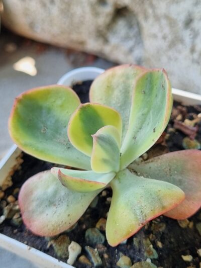 Echeveria Anfant var - Зображення 2