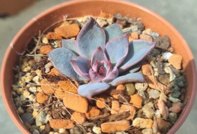 Echeveria "Santa Levis"