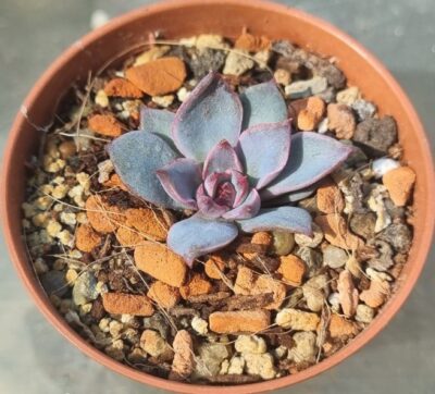 Echeveria "Santa Levis" - Зображення 2