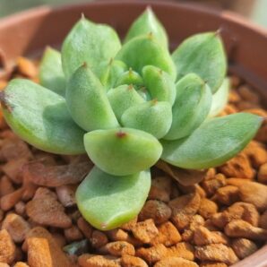 Echeveria "ICE ANGEL" variegata