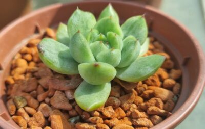 Echeveria "ICE ANGEL" variegata