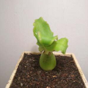 Ledebouria concolor