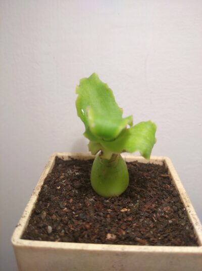 Ledebouria concolor