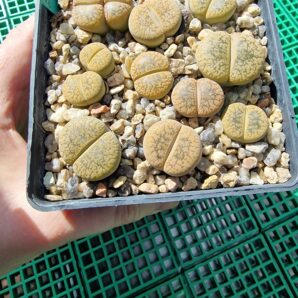 Lithops aucampiae