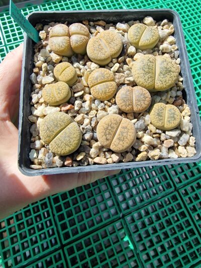 Lithops aucampiae