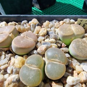 Lithops leslei v.maraisii