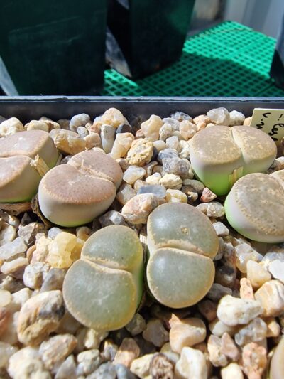 Lithops leslei v.maraisii
