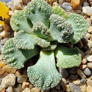 Titanopsis calcarea