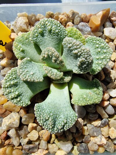 Titanopsis calcarea
