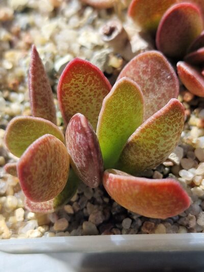 Adromischus rupicola