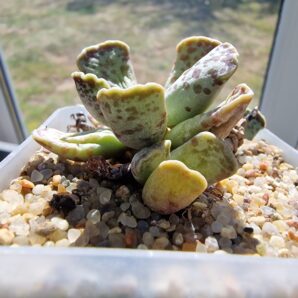 Adromischus cooperi | 3