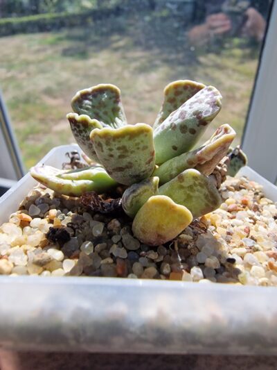 Adromischus cooperi