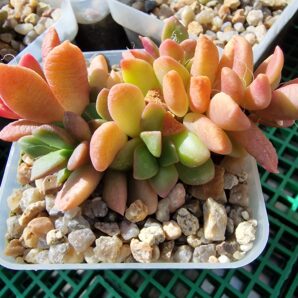 Anacampseros telephiastrum variegata 'Sunrise'