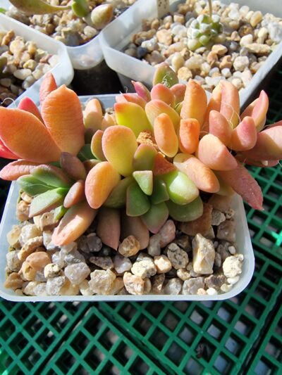 Anacampseros telephiastrum variegata 'Sunrise'