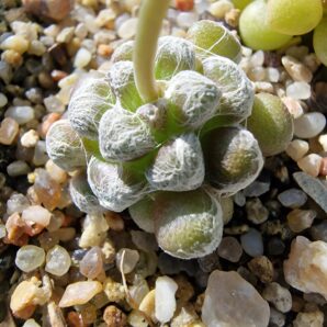 Anacampseros filamentosa