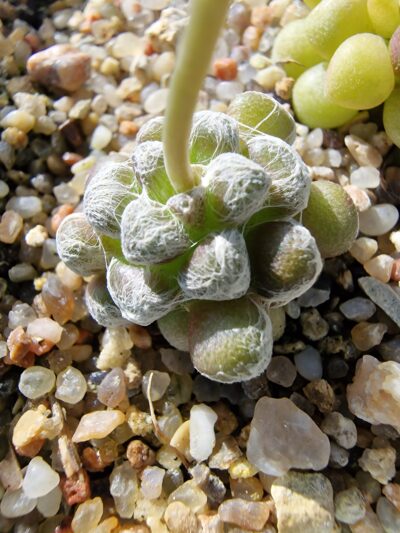 Anacampseros filamentosa