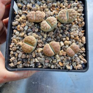 Lithops erniana