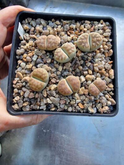 Lithops erniana
