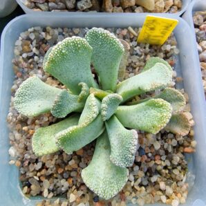 Titanopsis fulleri