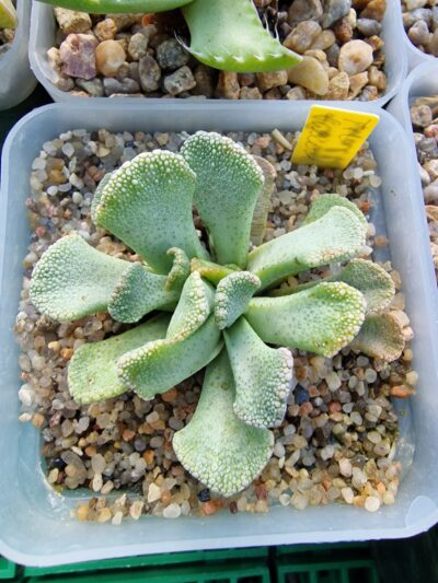Titanopsis fulleri