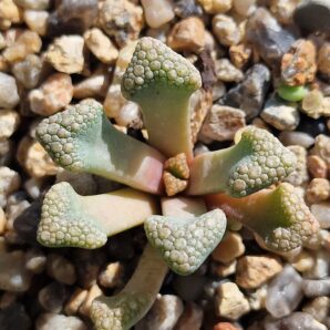 Titanopsis schwantesii X hugo-schlechterii