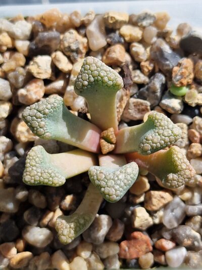 Titanopsis schwantesii X hugo-schlechterii