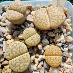 Lithops fulviceps