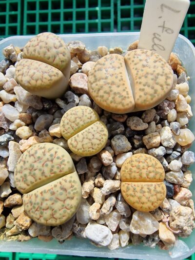 Lithops fulviceps