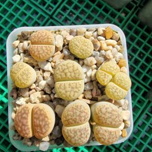 Lithops julii v.reticulata