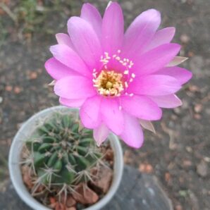 Lobivia hybridd