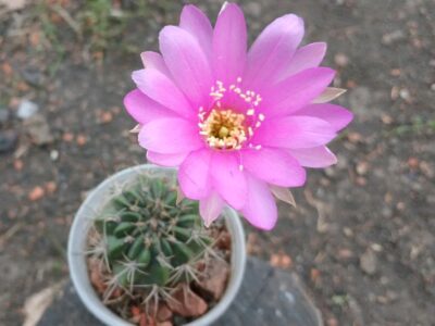 Lobivia hybridd