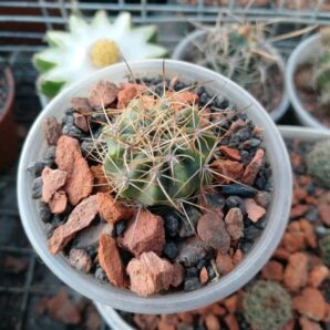 Lobivia hybrid