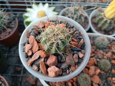 Lobivia hybrid