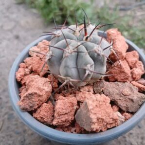 Acanthocalycium munitum DH 10 | 1
