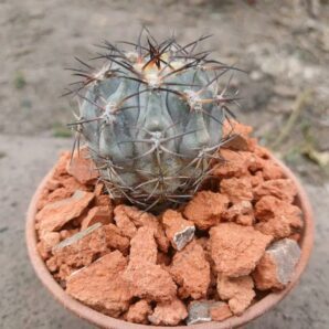 Acanthocalycium munitum DH 10